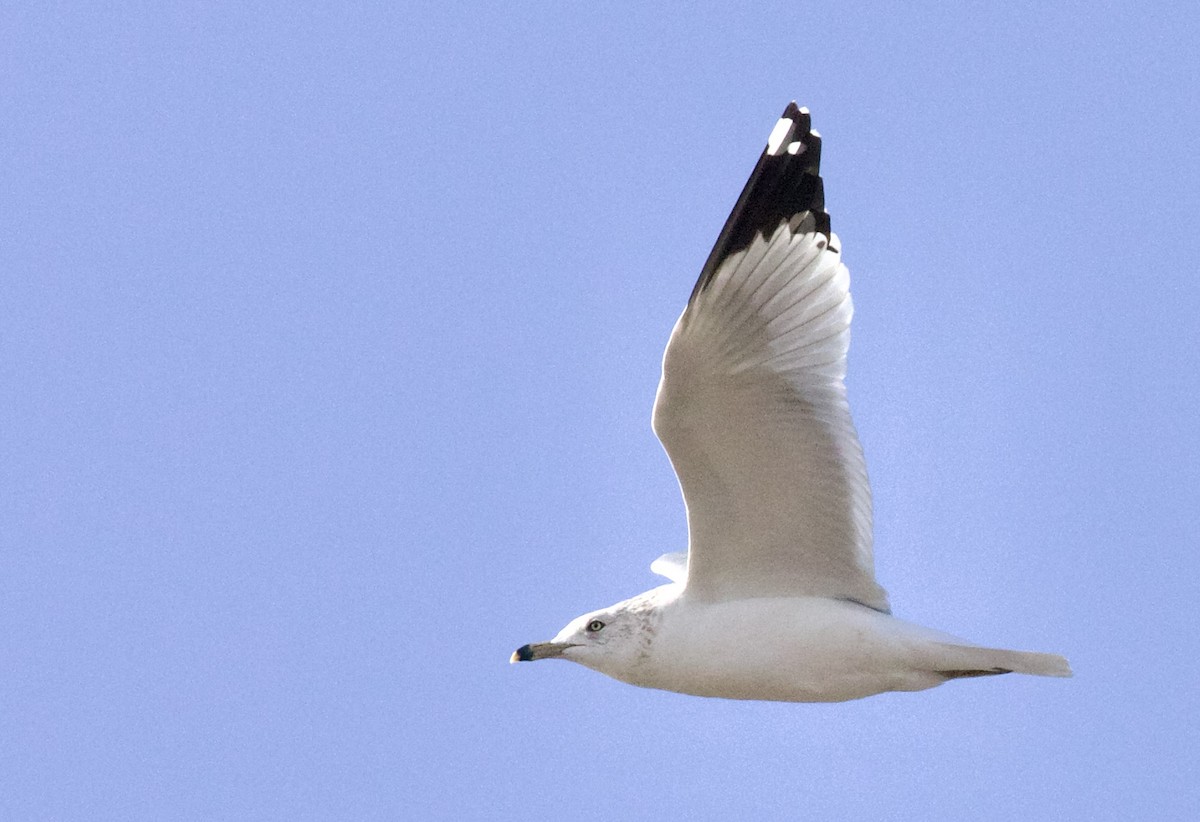 Делавэрская чайка - ML650200667