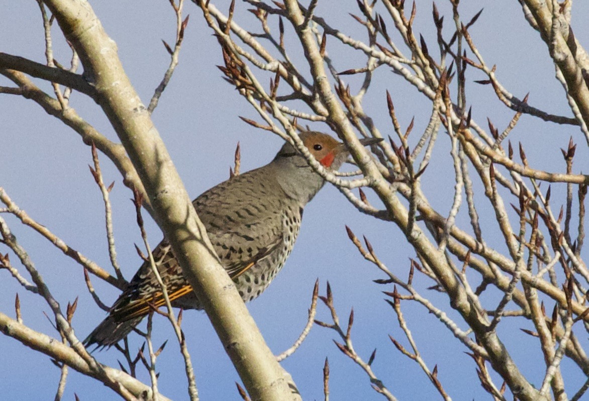 Шилоклювый дятел - ML650200677