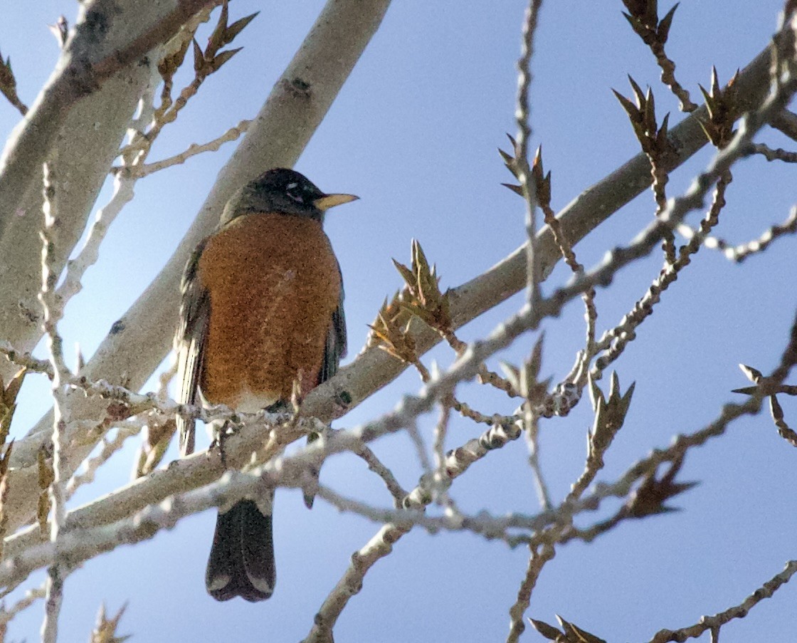 Странствующий дрозд - ML650200685