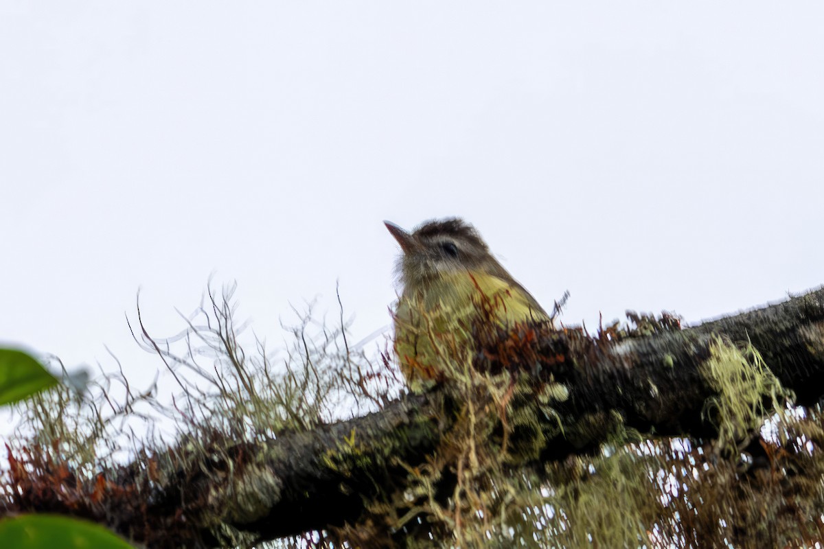 Viréo à calotte brune (groupe leucophrys) - ML650200721
