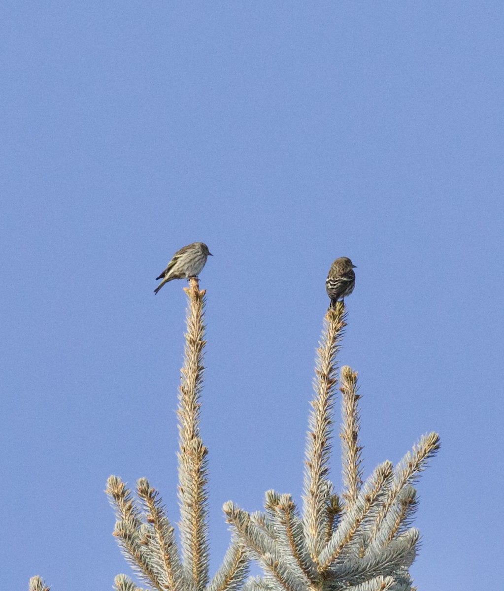 Сосновый чиж - ML650200737