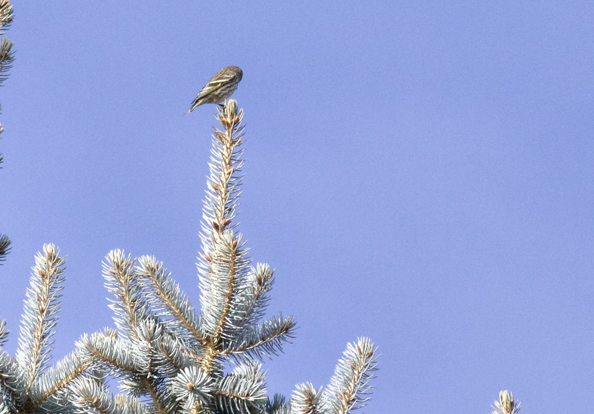 Сосновый чиж - ML650200745