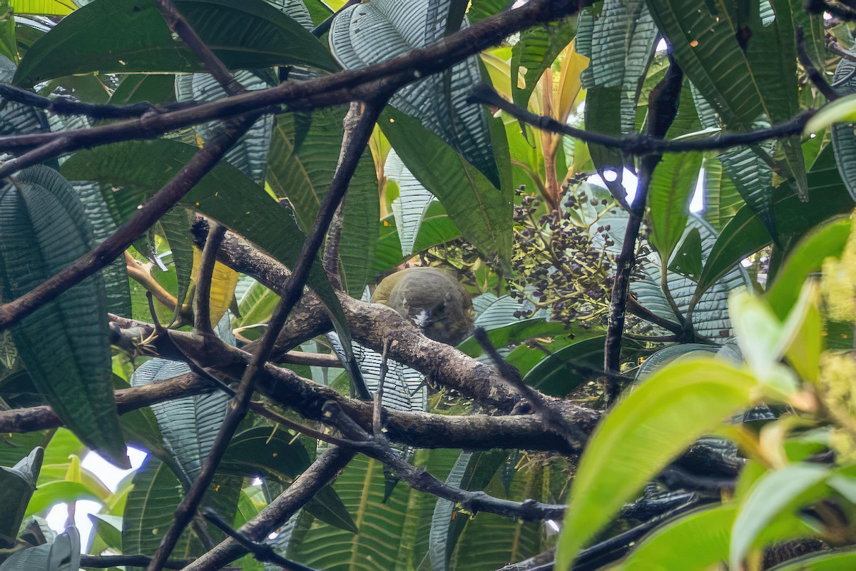 Chlorospin ombré (livingstoni) - ML650200810