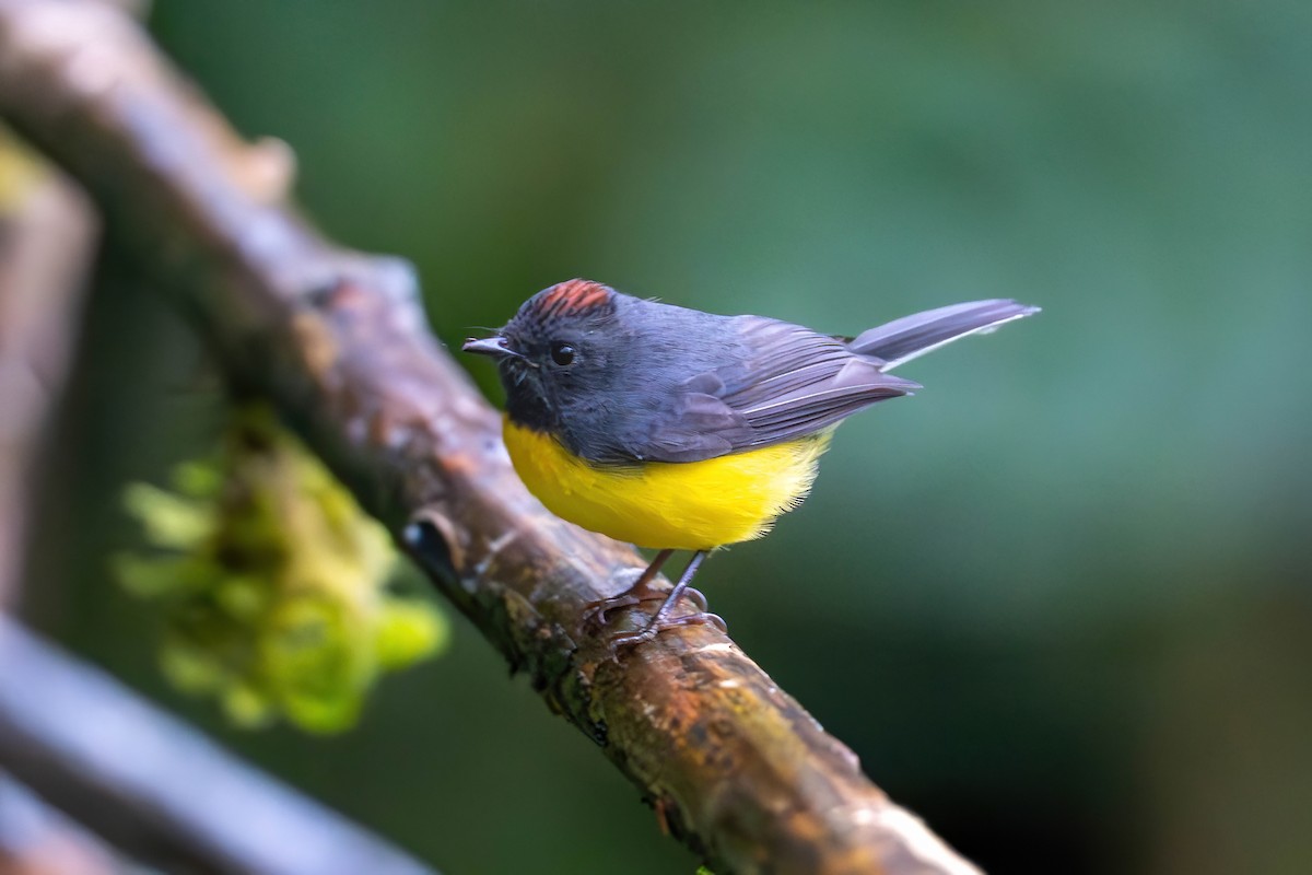 Paruline ardoisée - ML650200947