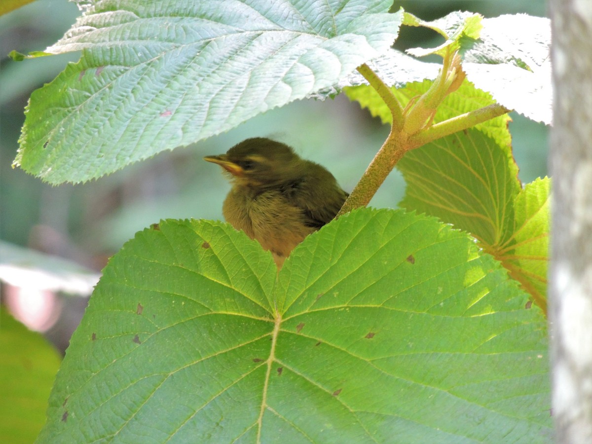 Black-throated Blue Warbler - ML65020111