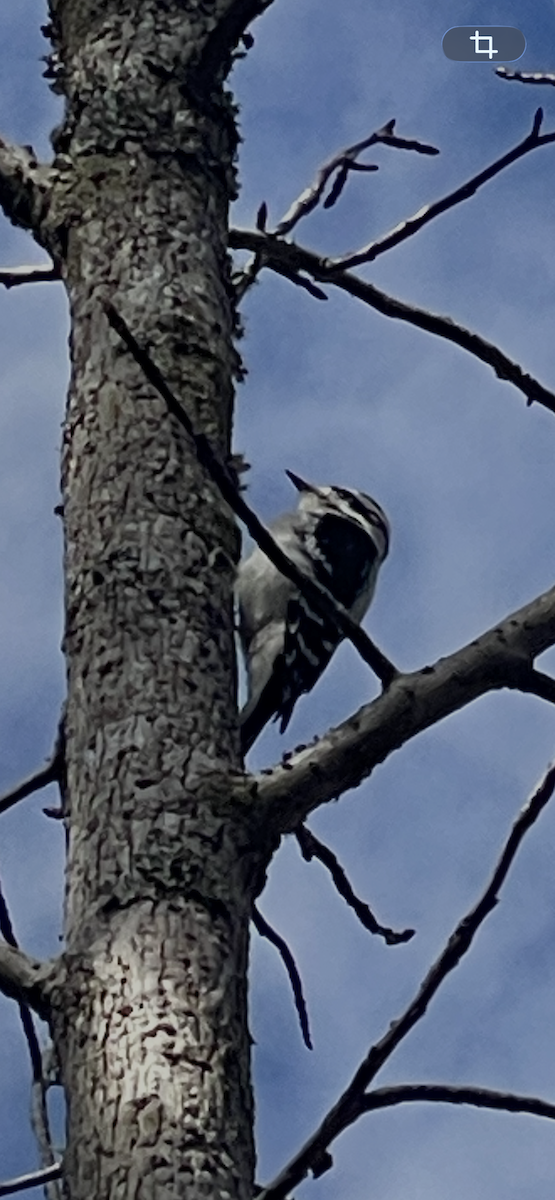 dunspett - ML650201137