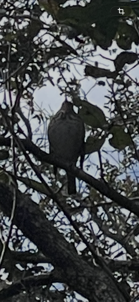 eremittskogtrost - ML650201148