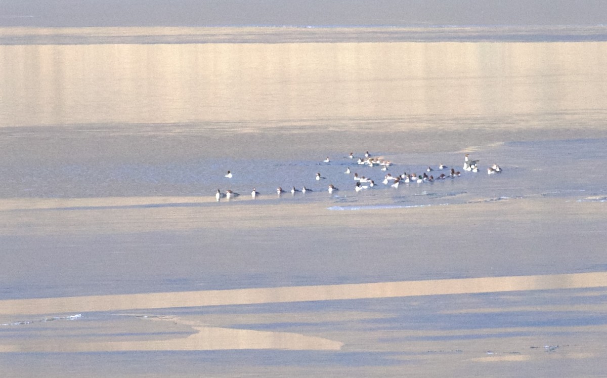 Большой крохаль - ML650201214