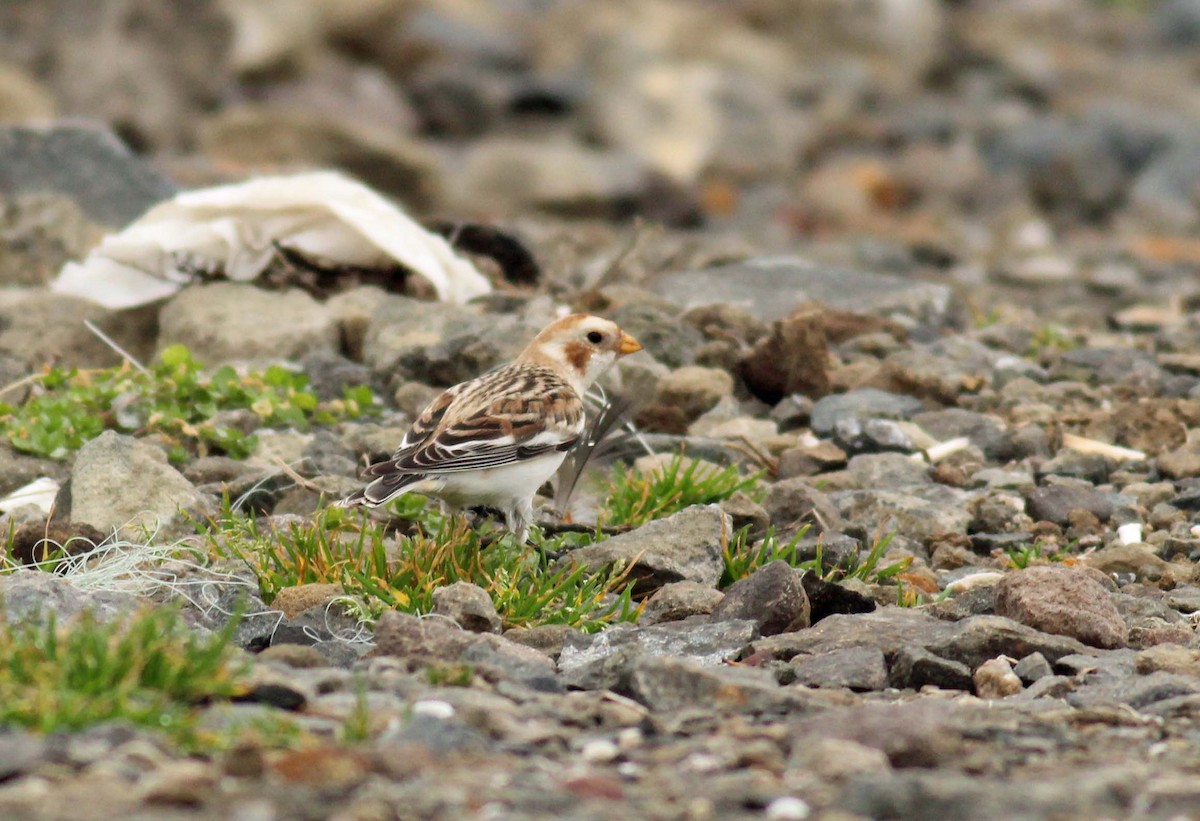 Alaca Çinte - ML650201353