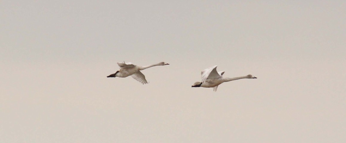 Ötücü Kuğu - ML650201434