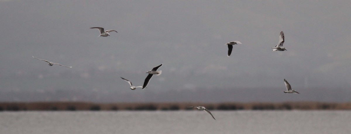 Küçük Martı - ML650201500