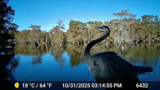 Great Blue Heron - ML650201560