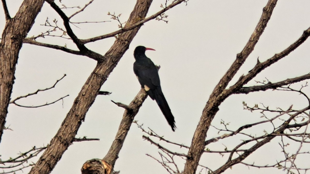 Green Woodhoopoe - ML650201567