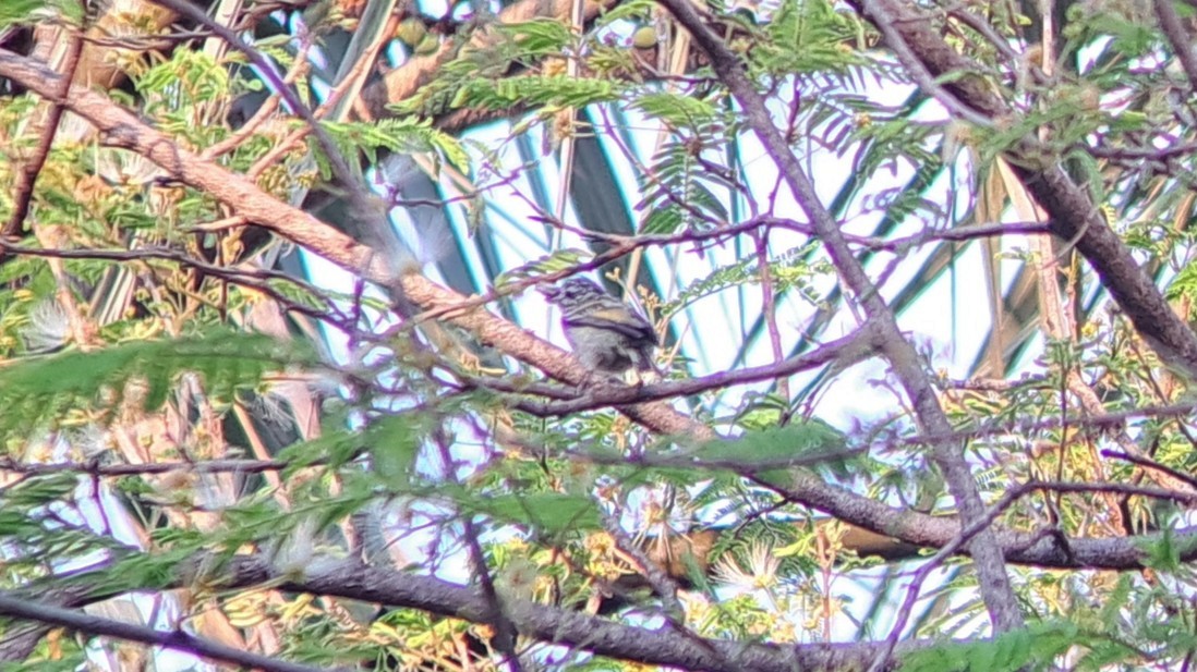 Yellow-fronted Tinkerbird - ML650201598