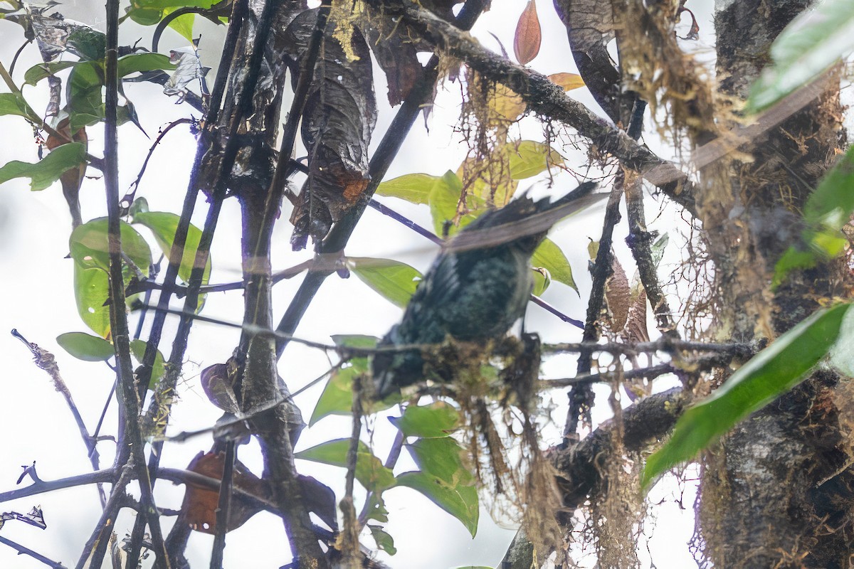 Calliste béryl - ML650201603