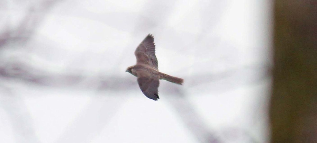 Gökdoğan - ML650201622