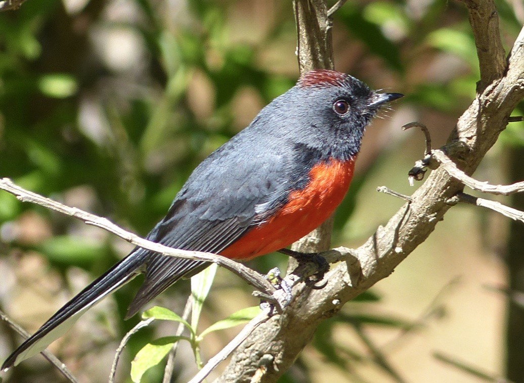 Candelita Plomiza - ML650201691