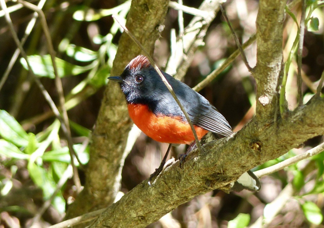 Candelita Plomiza - ML650201692