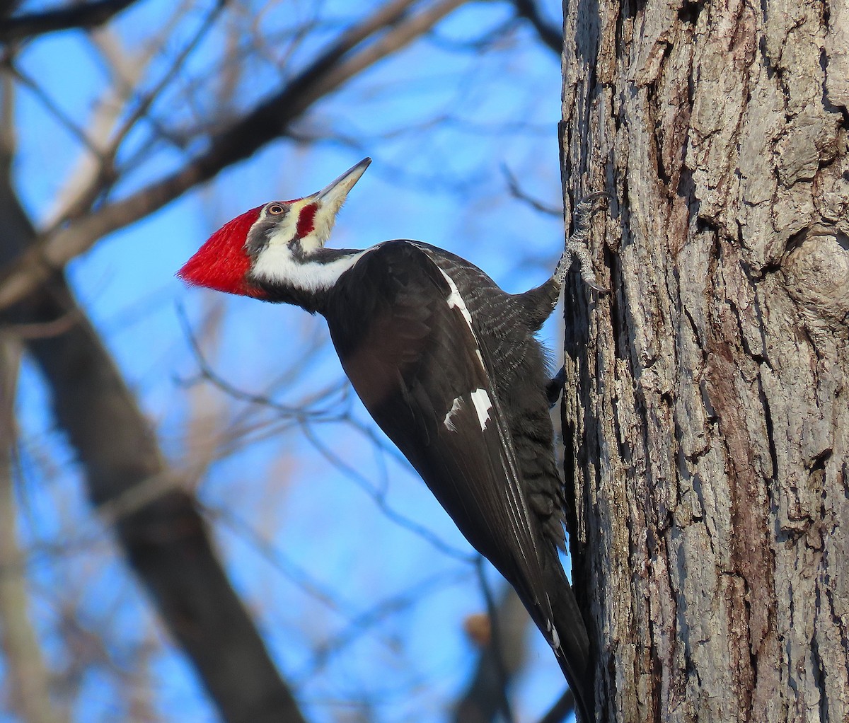 Pileated Woodpecker - ML650201775