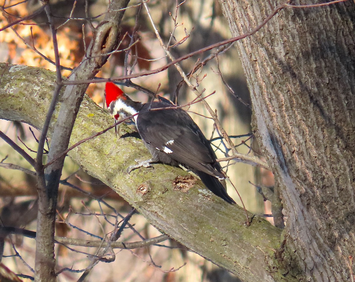 Pileated Woodpecker - ML650201797