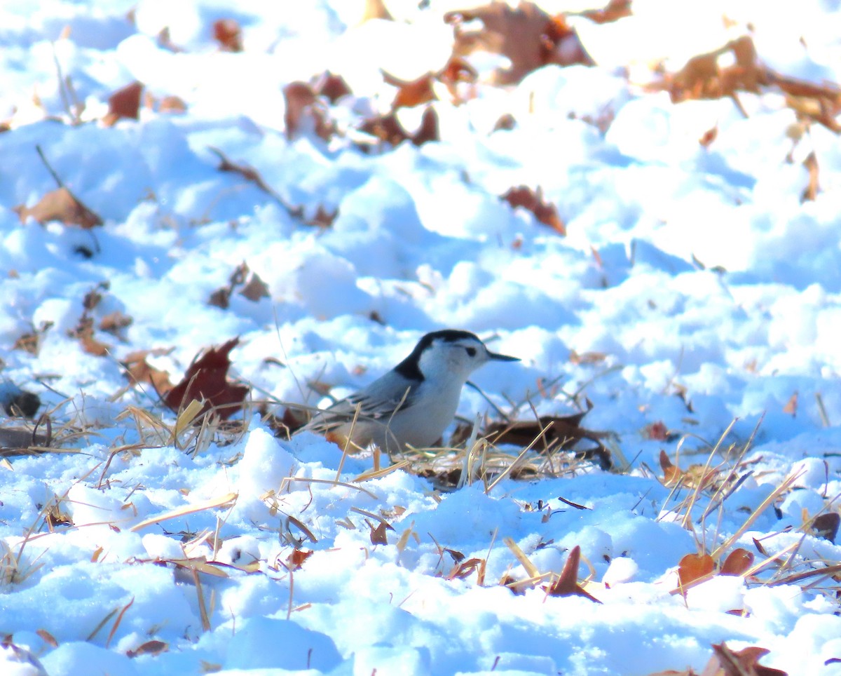 White-breasted Nuthatch - ML650201816