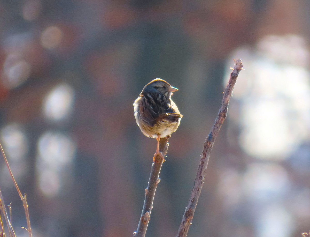 Swamp Sparrow - ML650201846