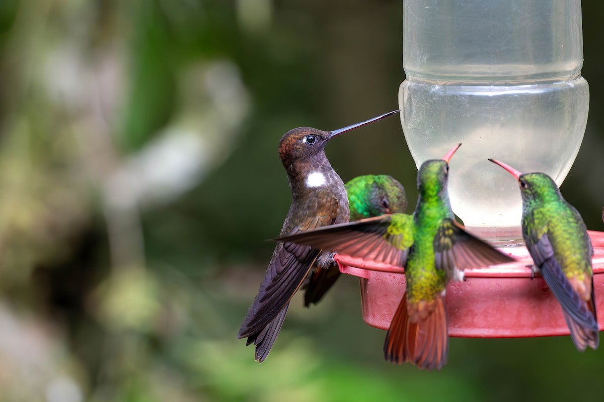 Inca Pardo - ML650202015