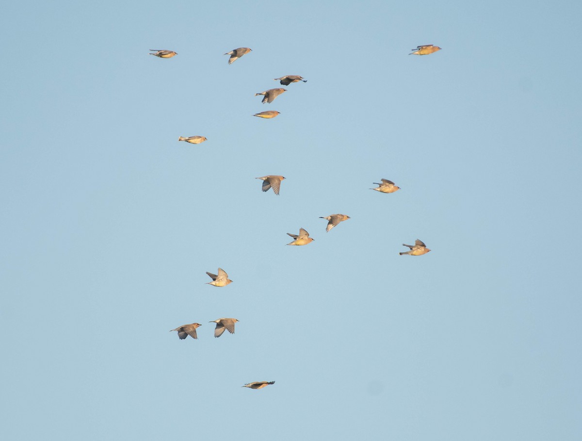 Cedar Waxwing - ML650202018