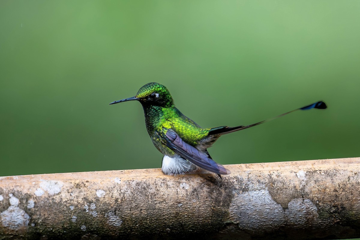 Colibrí de Raquetas Faldiblanco - ML650202075