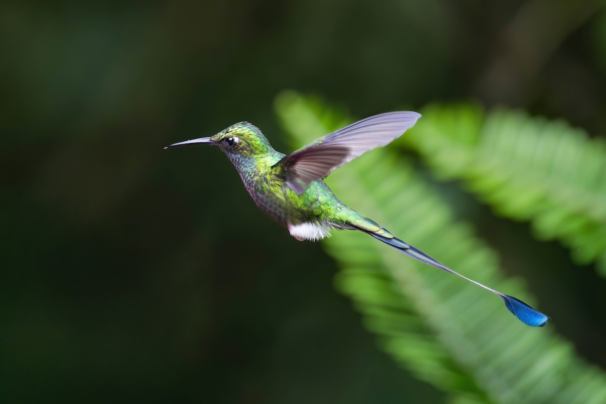 Colibrí de Raquetas Faldiblanco - ML650202092