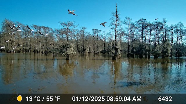 American White Pelican - ML650202125