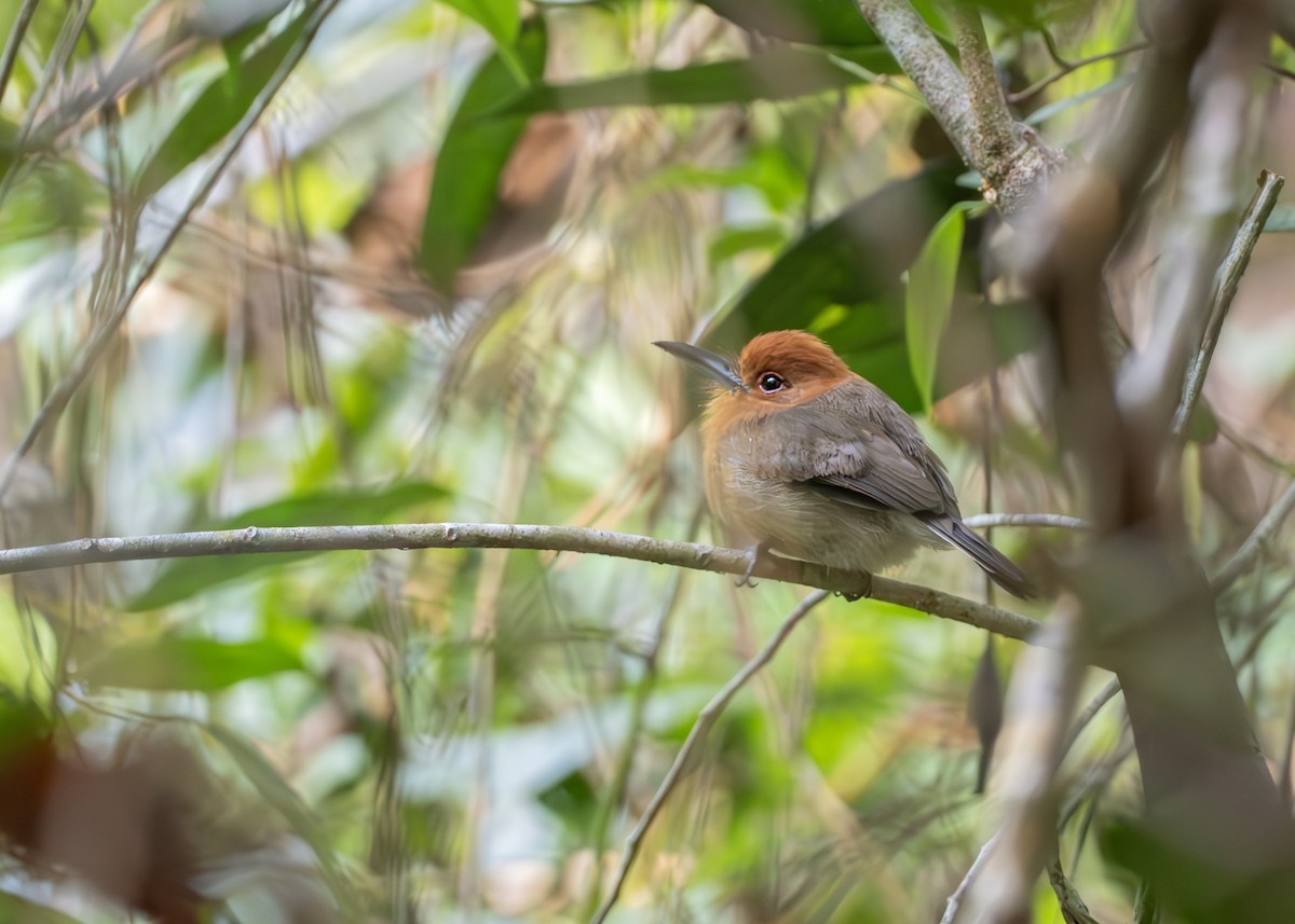 クリガシラアマドリ - ML650202246