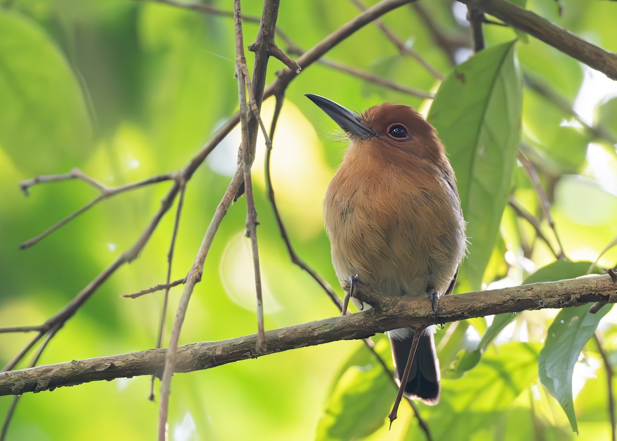 クリガシラアマドリ - ML650202249
