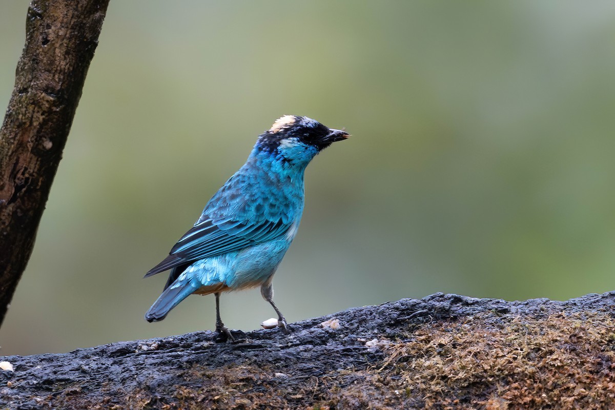 Tangara Nuquirrufa (Nuquirrufa) - ML650202256