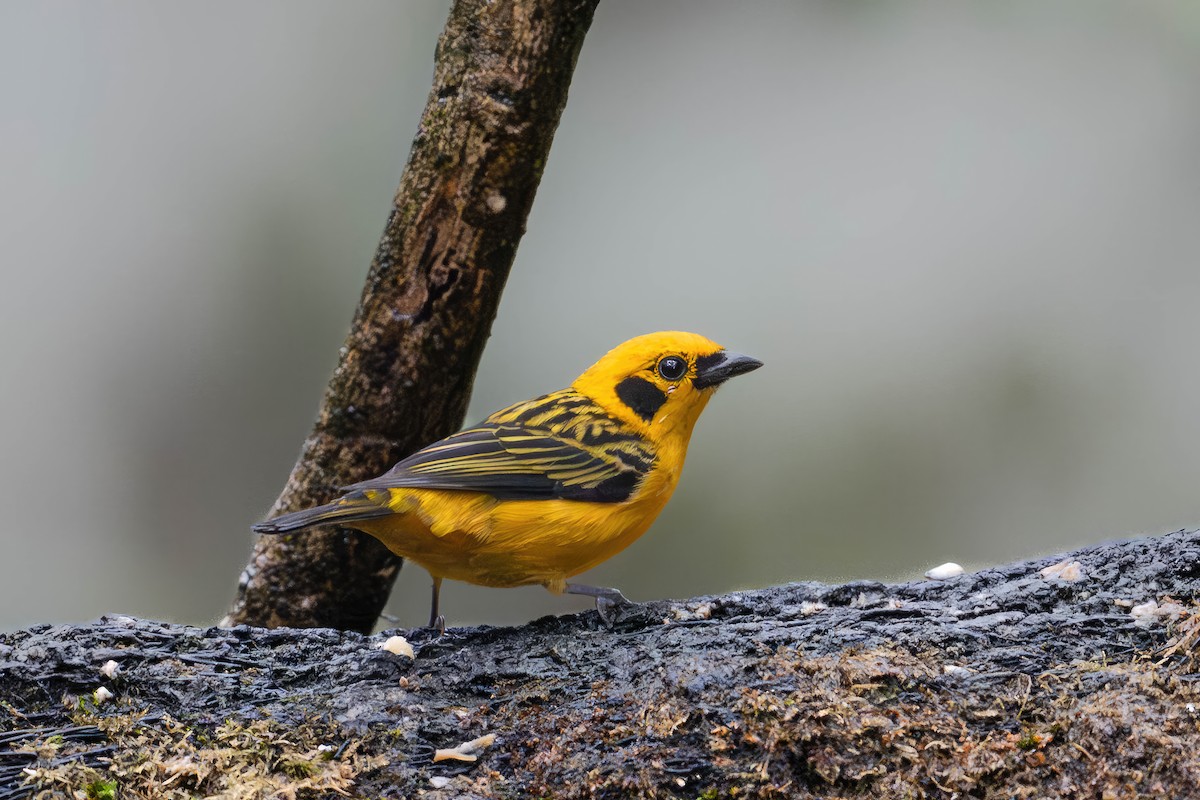 Tangara Dorada (Pechidorada) - ML650202304