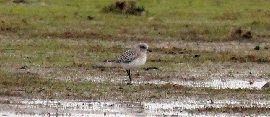 Gümüş Yağmurcun - ML650202430