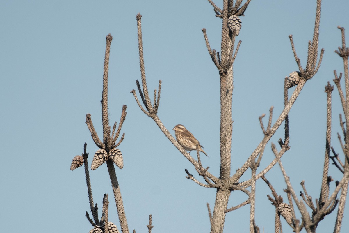 Purple Finch - ML650202431