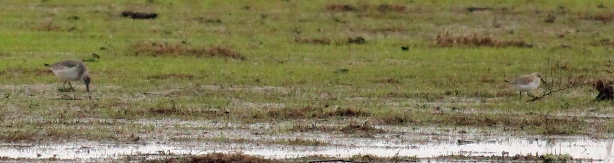 Büyük Kumkuşu - ML650202457