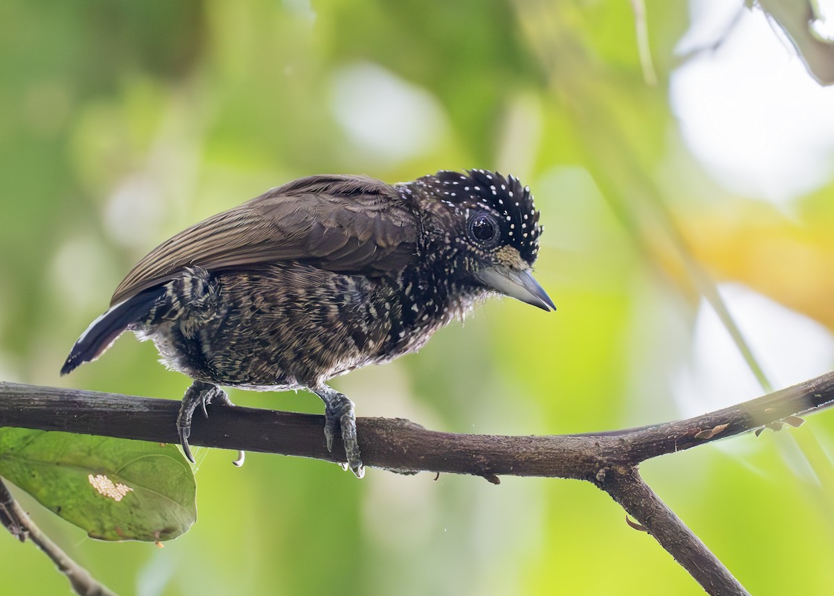 ツチイロヒメキツツキ - ML650202730