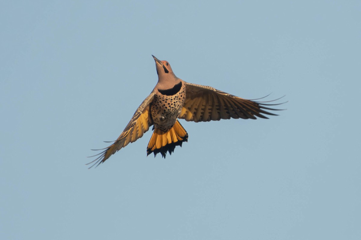 Northern Flicker (Yellow-shafted) - ML650202796