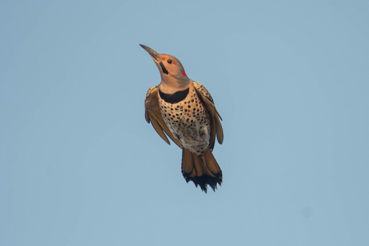 Northern Flicker (Yellow-shafted) - ML650202797