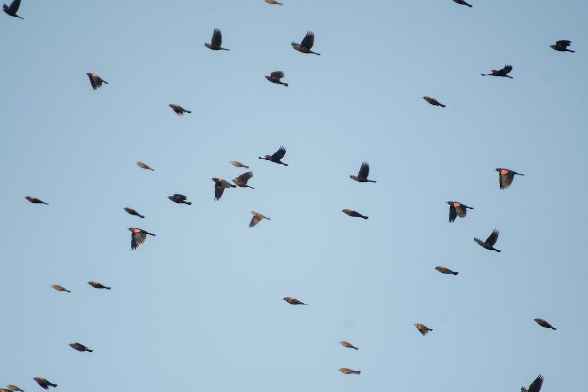 Red-winged Blackbird - ML650203130
