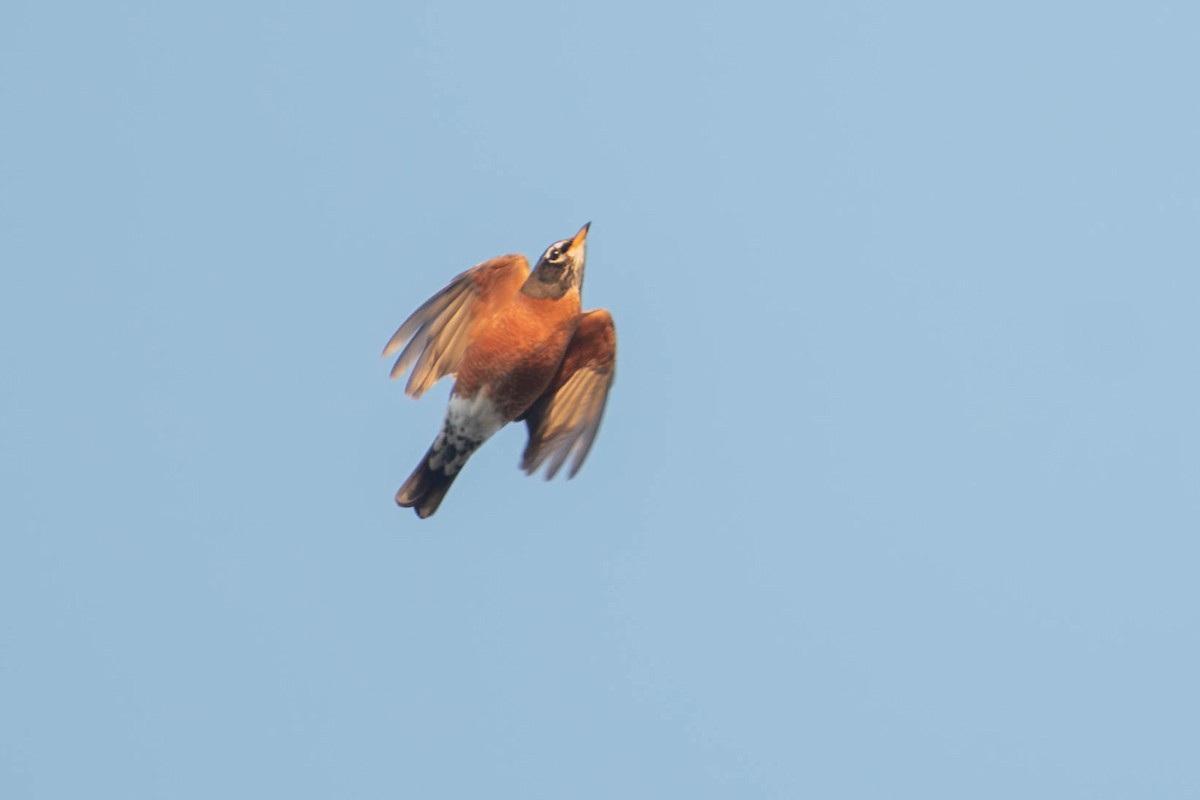 American Robin - ML650203141