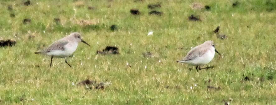 Kara Karınlı Kumkuşu - ML650203351