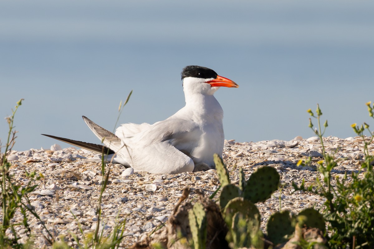 Крячок каспійський - ML650203836