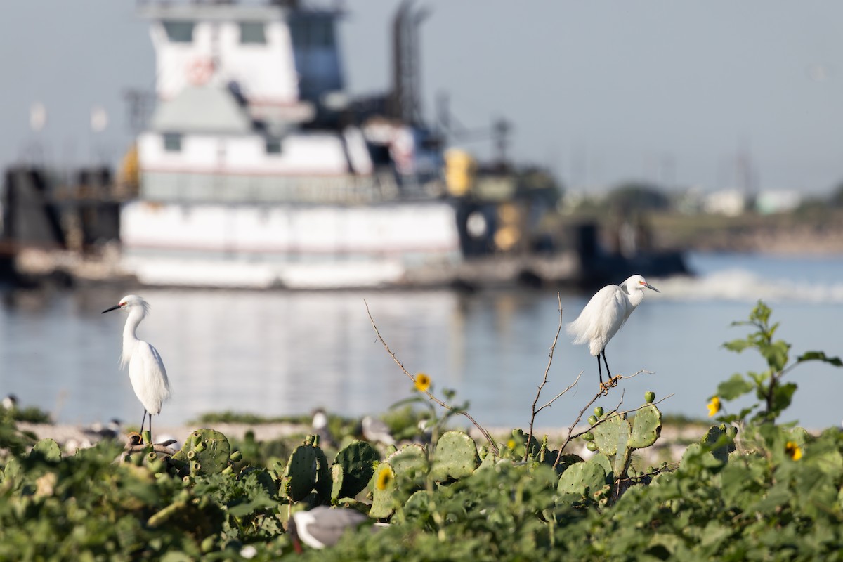 Чепура американська - ML650203855