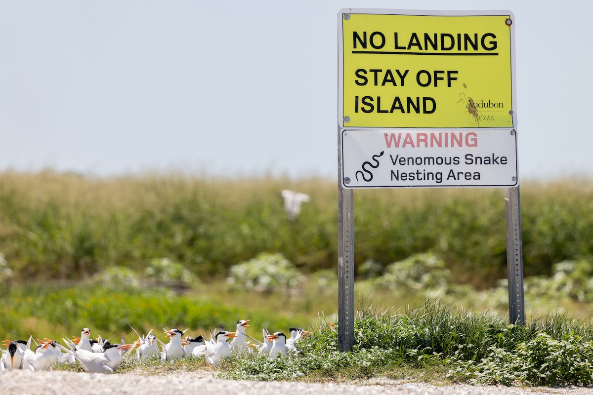 Крячок королівський - ML650203878