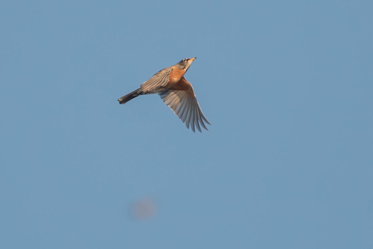 American Robin - ML650204032