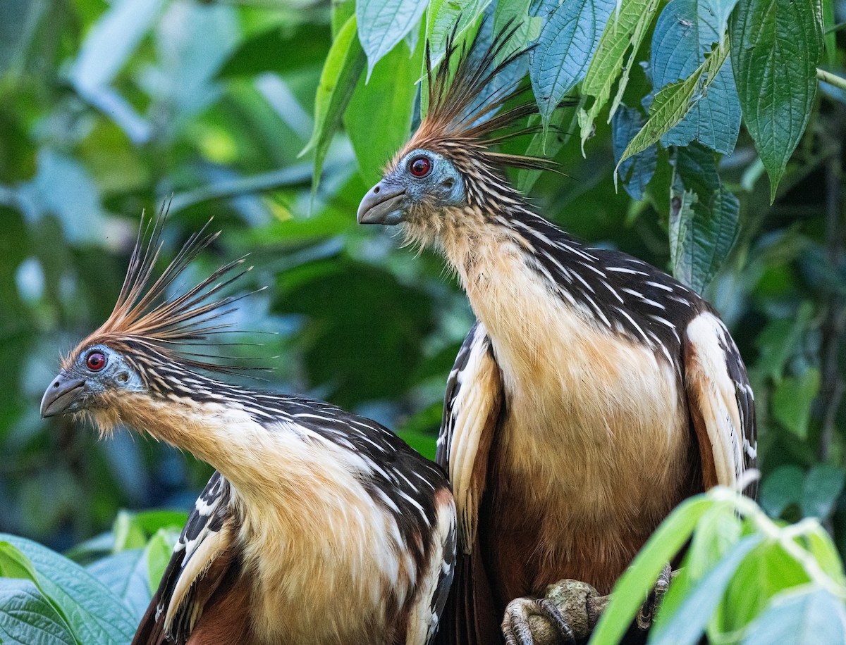 Hoatzin - ML650204481