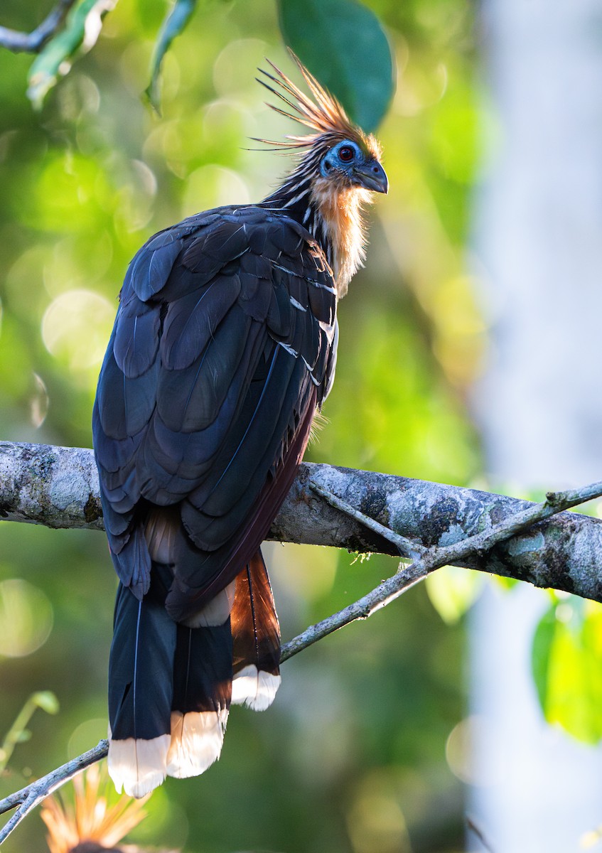 Hoatzin - ML650204482